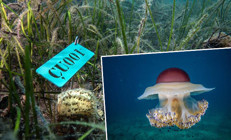 Dünya üzerinde sadece Marmara Denizinde var 8 istasyondan takip ediliyor | Hastalık başlarsa koruyamayabiliriz