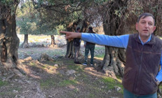 Türkiyede sadece Gökçeadada var Dünyada çok fazla yerde bulunmuyor: Nasıl gelmiş, kim getirmiş bilen yok