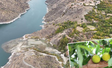 Bu köyde ne ekersen onu biçiyorsun Bölgede Akdeniz ve Karadeniz iklimi esiyor: Olur mu olmaz mı diyerek denedik, oldu