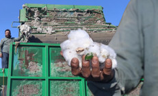 Beyaz altın toplanmaya başlandı: Fiyatı 25 liraya kadar düştü