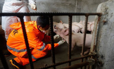 Güney Kore, domuz vebası nedeniyle acil durum ilan etti