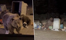 Kış uykusuna yatmayıp şehir merkezine indiler