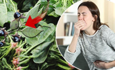 Güzelavrat otu, ıspanak yapraklarının arasına karışıp zehirliyor Kökleri yoksa almayın Ciddi vakalarda nöbet ve koma gelişebilir