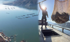 Denizi olmayan kentte yetiştiriliyor Avrupa ve Uzak Doğu ülkelerine gönderiliyor