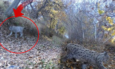 Ormanın hayaleti olarak anılıyor: Fotokapana yakalandı Kentte heyecan yarattı