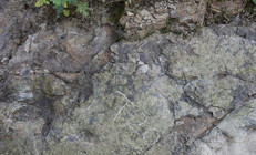 Çinde 200 milyon yıllık dinozor ayak izleri keşfedildi