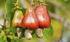 Sağlıklı diye tüketiyoruz ama... Bu gıdalar meme kanseri riskini artıyor olabilir