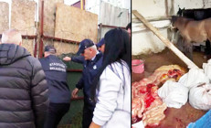 Kesip piyasaya sürdüler