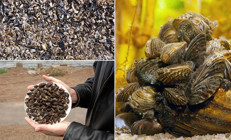 Koca bir yerleşkeyi felç ettiler ‘Bu açık bir istila’ | Türkiyede de hızla yayılıyor, tehlikeleri neler