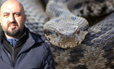 Ege, Akdeniz, İç Anadolu ve Trakyada görülüyor: 1 metreye kadar büyüyebiliyor Gece ve sabaha karşı aktif