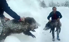 Karlı yolda karşılaştı, elleriyle yakaladı Kimse buna özenmesin Büyükleri insanı parçalayabilir