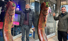 Ankaradaki gölde yakalandı | Güçlükle çıkardılar: 2 metre uzunluğunda 85 kilo ağırlığında