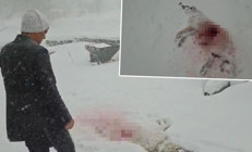 Korkunç görüntü Kurtlar köyün kâbusu oldu: Çıktığımda köpeği bu hale getirmişlerdi