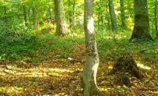 Ormanda sürü halinde görüldüler: Fotokapan saniye saniye kaydetti