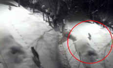 Dağdan şehir merkezine indiler Evlerimize yanaşmaya başladılar, sürü halinde dolaşıyorlar