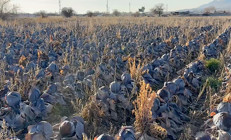 Pazarda tanesini 80 liradan satılıyor: Çiftçiden almak istedikleri fiyat pes dedirtti