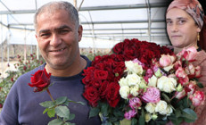 5 dönümlük alanda 27 yıldır üretiyorlar Eşiyle birlikte yapıyor: Verim neredeyse yarı yarıya düştü