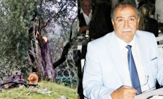 CHP Milas’ta zeytin ağacı istifası