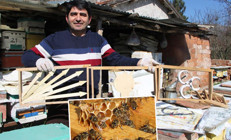 Amasyada seçimler başladı: Kazananı arılar belirleyecek Seçim sonuçlarını eylül ayında göreceğiz