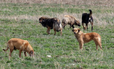 İstanbul Valiliğinden sahipsiz köpekler için talimat: Belediyelere yazı gönderildi