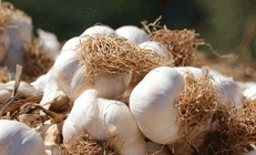 TasteAtlas listesinde Araban sarımsağı ilk 5e girdi