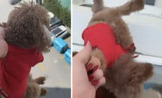 Tepki çeken görüntüler Köpeği pencereden sarkıtıp cama vurdu