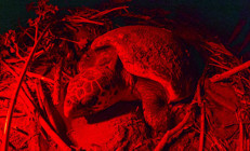 Belek Sahilinde görüntülendi: Caretta carettanın yumurtlama anı...