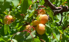 Malatyada kayısı hasadı başladı