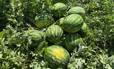 Torbalıda karpuz hasadı başladı
