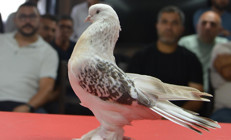 Güvercin deyip geçmeyin Fiyatını duyanlar şok oluyor... Kırmızı halıda boy gösterdiler