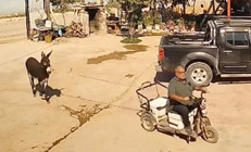 Manisada muhtara eşek şoku Köylüye yardım için gitti, hastanelik oldu: Beş yerinden ısırdı