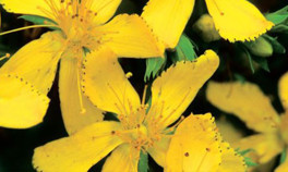 Sarı kantaronun faydaları nelerdir Sarı kantaron yağı nasıl kullanılır