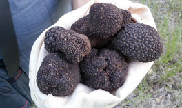 Trüf mantarı nedir ve nerede yetişir Trüf mantarı faydaları nedir