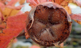 Muşmula (töngel) nedir Muşmulanın faydaları nelerdir