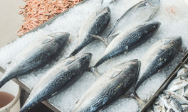 Bu ay hangi balıklar yenir Eylül ayında hangi balıklar lezzetli olur