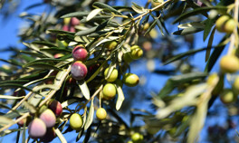 Ezine peynirinden sonra zeytin ve zeytinyağına da tescil başvurusu yapıldı