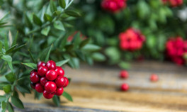 Evinize şans getirecek... Kokina çiçeği nasıl yapılır