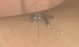 İstanbul’da beklenen büyük tehlike Sivrisinek artışı ve hastalık uyarısı…