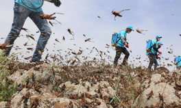 Çekirge istilası uyarısı Felakete yol açar