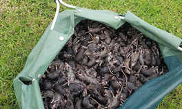 Avustralyada fare istilası: Milyonlarca fare kentleri esir aldı