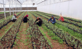 İlk defa kendi paralarını kazandılar... 7 kadın beraber kurdu Almanyaya ihraç ediyorlar