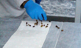 Tam 125 ton üretiliyor Afyonkarahisar’dan 24 ülkeye ihraç ediliyor