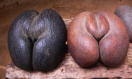 Meyve vermesi 50 yıl sürüyor... Dünyanın en büyük tohumu coco de merden 8000 bin tane kaldı