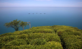 Doğu Karadenizde çay bahçelerinde yeşilin farklı tonları