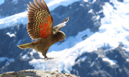 Kea papağanları: Yeter artık diyerek gitmişler