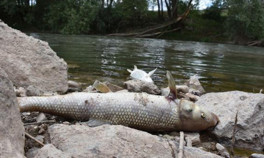 Kızılırmakta balık ölümleri Harekete geçildi