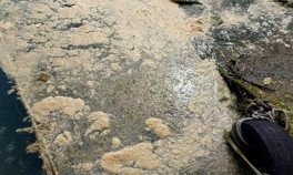 Ve deniz salyası kâbusu Karadenizde de görüldü..