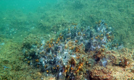 Müsilaj (deniz salyası) nedir, neden olur İşte müsilaj tehlikesinde son durum...