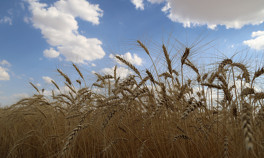 Tahıl ambarı alarm veriyor... Covidden de Marmaradaki müsilajdan da daha tehlikeli