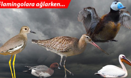 Flamingolara ağlarken... Tarihi tablo çok daha korkunç...